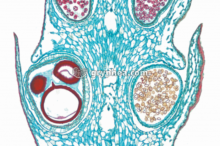 Selaginelle - Epi sporifère ou Strobile (détail montrant les macrospores et les microspores) CL x15 - gryphea.org